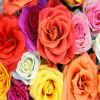 Loves Blooms Roses by Evil_ElderNate