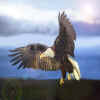 American Bald Eagle by ^MadMax^