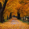 Cryptautumn by ^MadMax^