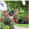 Rose garden in versailles France