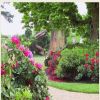 Rose garden in versailles France