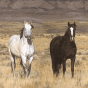 Horses2