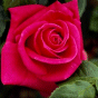 Rose3