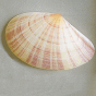 Seashell